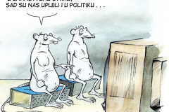 bijeli_mis_V